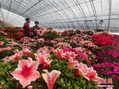 履职在花田 助力乡村特色产业“绽放”升级